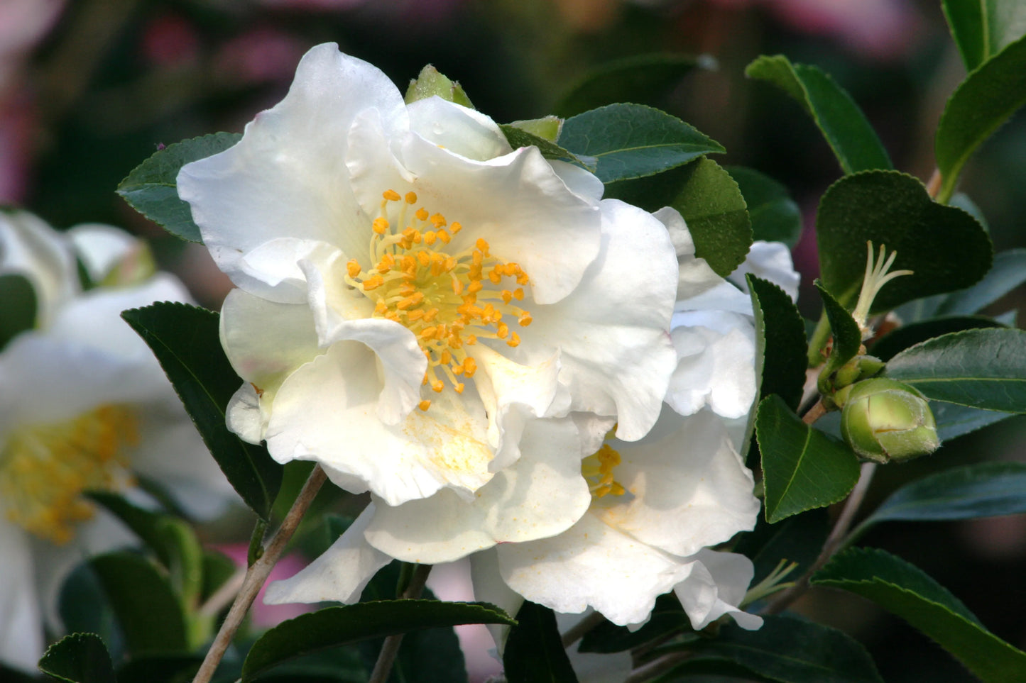 Camellia ‘Setsugekka’
