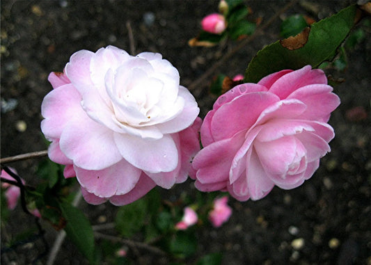 Camellia ‘Sweet Jane’