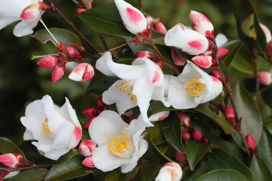 Camellia ‘Transnokoensis’