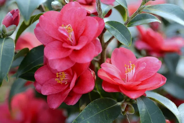 Camellia ‘Fairy Wand’ - Camellia