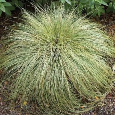 Carex Comans ‘Green’ - New Zealand Grass/Sedge