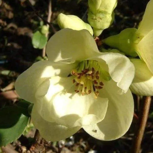 Chaenomeles Green Ice - Flowering Quince