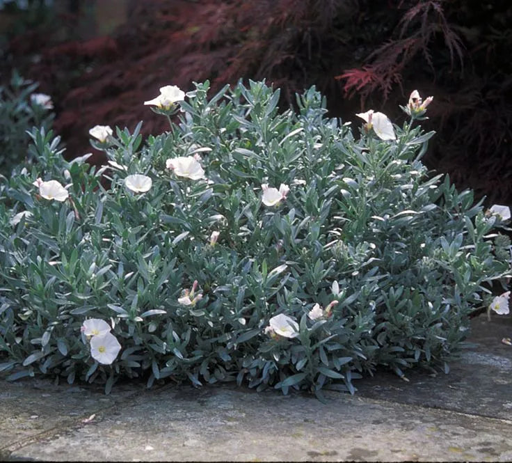 Convolvulus Cneorum - Silver Bush