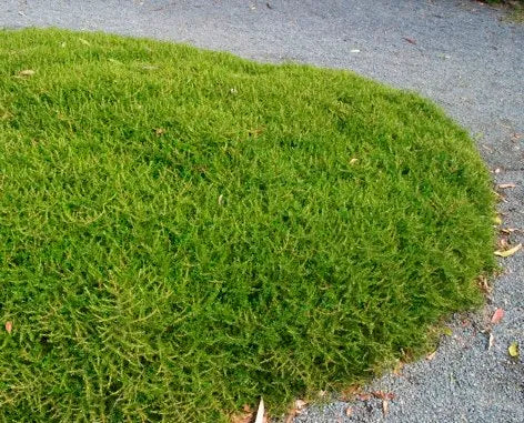 Coprosma ‘Hawera’