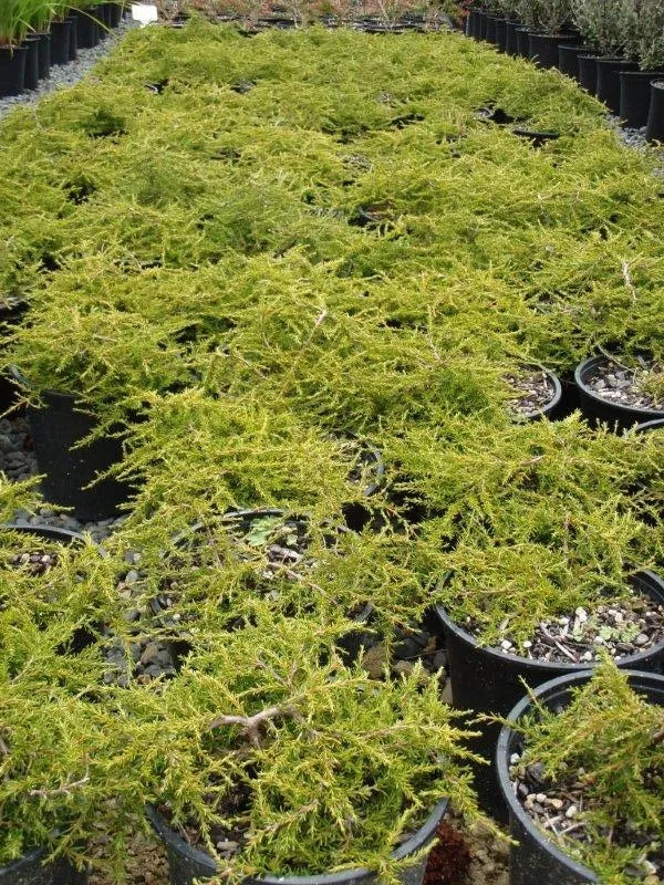 Coprosma ‘Hawera’