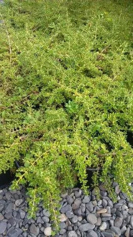 Coprosma ‘Prostrata’ - Mingimingi