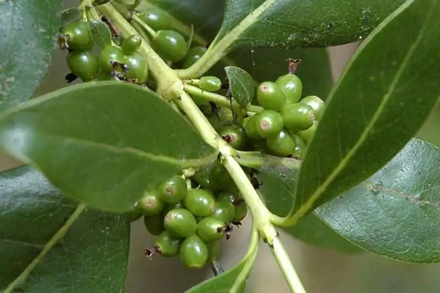 Coprosma ‘Robusta’ - Mingimingi