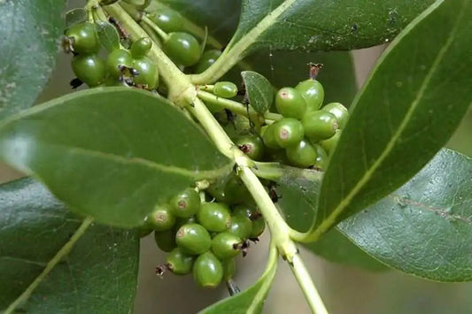 Coprosma ‘Robusta’ - Mingimingi