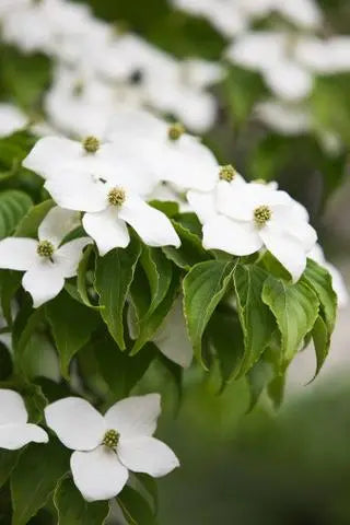 Cornus Kousa Chinensis - Korean Dogwood