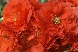 Chaenomeles Early Orange - Japonica or Flowering Quince