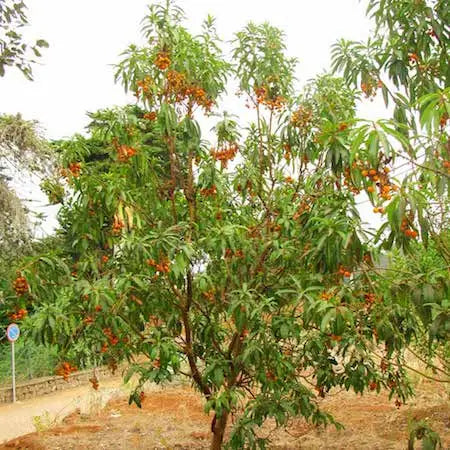 Arbutus Canariensis - Canary Madrona