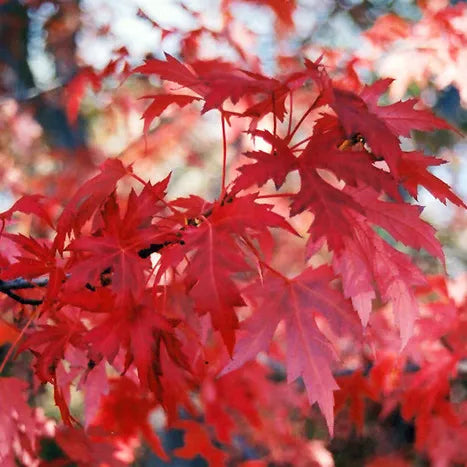 Acer Freemanii Armstrong - Red Maple