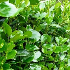 Griselinia Ardmore Emerald