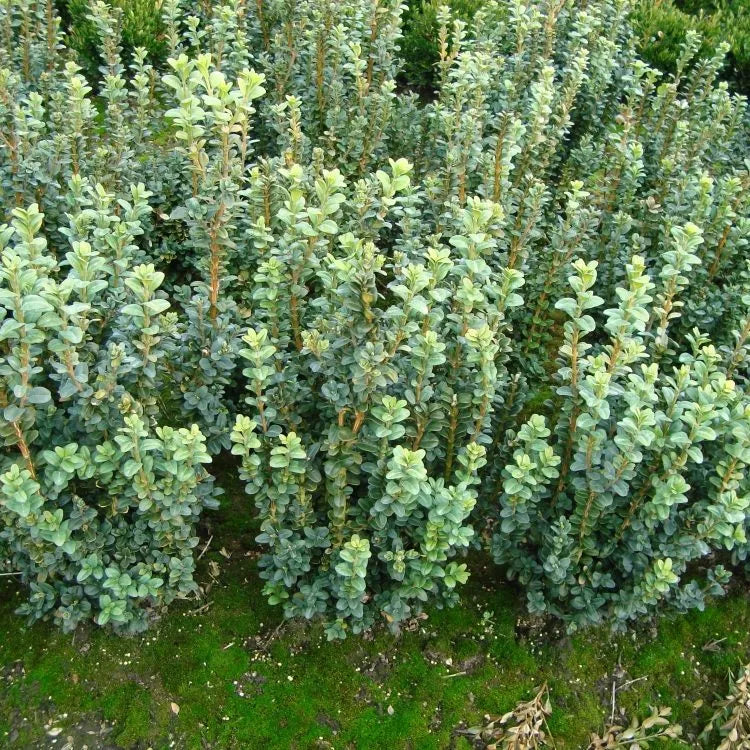 Buxus ‘Handsworthii’ - Common Boxwood
