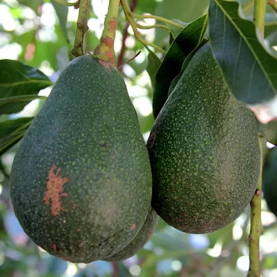 Avocado Fuerte - Fruiting Avocado