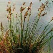 Juncus Maritimus - Sea Rush