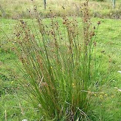 Juncus Edgariae - Wiwi / Tussock Rush