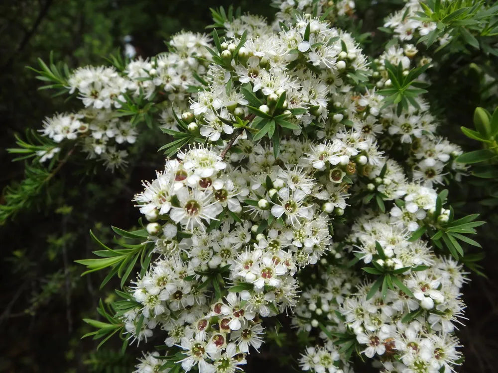 Kunzea Ericoides - Kānuka