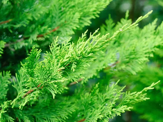 Cupressocyparis ‘Leighton Green’ - Green Leyland Cypress