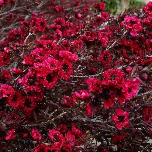 Leptospermum Burgundy Queen ‘Manuka’