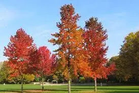 Liquidambar Styraciflua - Sweet Gum