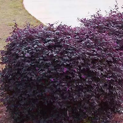 Loropetalum ‘Burgundy’ - Burgundy Fringe Flower