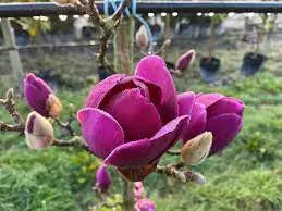 Magnolia ‘Cleopatra’ - Magnolia