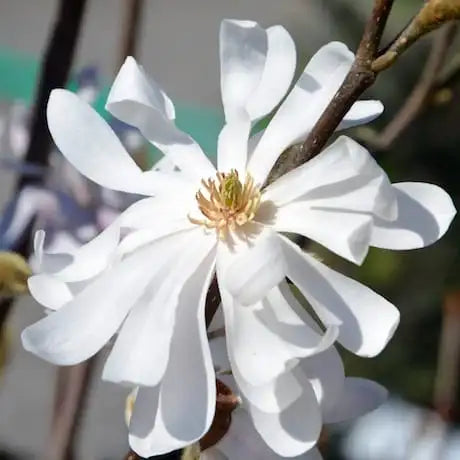 Magnolia Stellata ‘Waterlily’