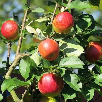 Apple ‘Blush Babe’ - Fruiting Apple