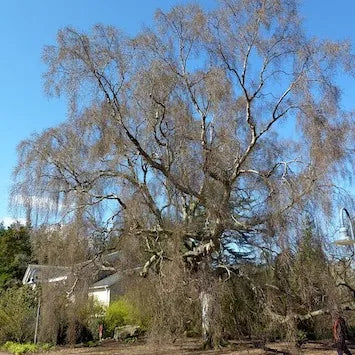 Betula ‘Pendula Tristis’ - Silver Birch