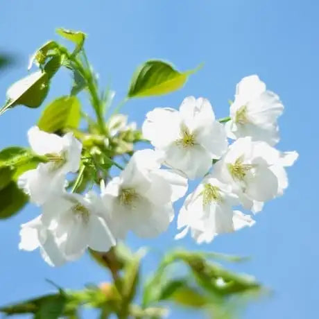 Prunus ‘Mt Fuji’- Flowering Cherry