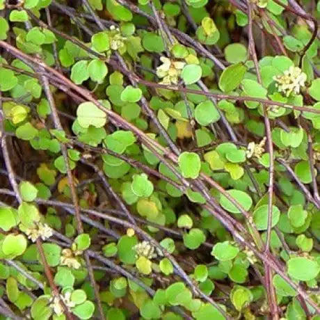 Muehlenbeckia Axillaris - Creeping Wire Vine
