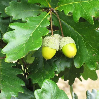 Quercus Robur - English / Common Oak