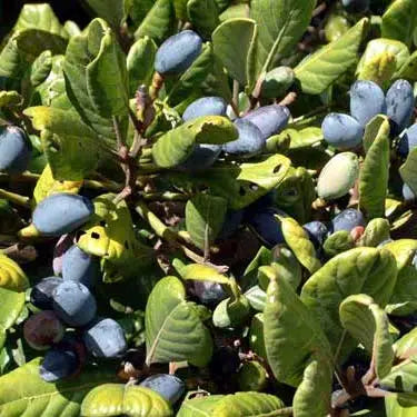 Beilschmiedia Taraire - Taraire