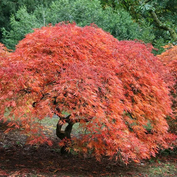 Acer Palmatum ‘Dissectum’