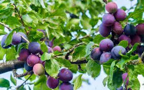 Plum Trees Assorted
