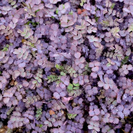 Acaena Purpurea - Purple Bidibidi