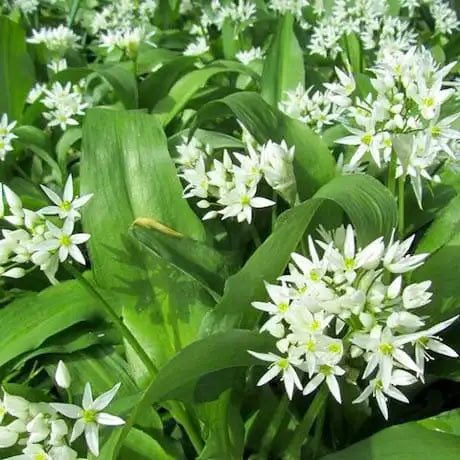 Arthropodium Matapouri Bay - Renga Renga / Rock Lilly