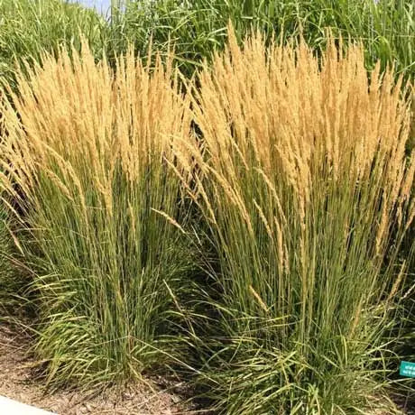 Calamagrostis ‘Karl Foerster’ - Feather Reed Grass
