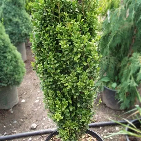 Buxus ‘Graham Blandy’ - Upright Box