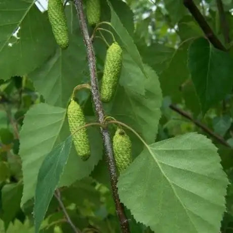 Betula ‘Platyphylla Japonica’ - Japanese White Birch, Asian White Birch