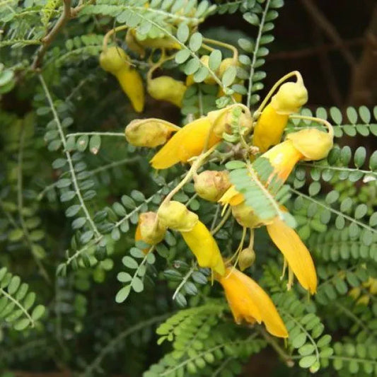 Sophora Dragons Gold - Ornamental Kowhai