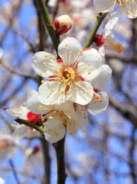 Prunus ‘Mume’ - Japanese Apricot