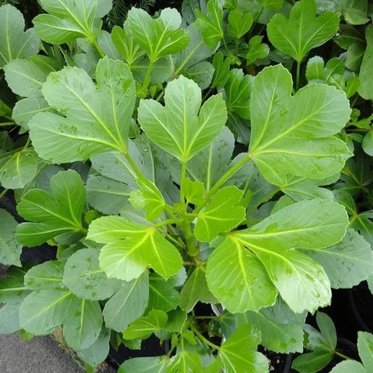 Pseudopanax ‘Cyril Watson’