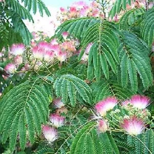 Albizia Julibrissin ‘Rosea’ - Silk Tree