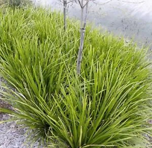 Lomandra Longifolia - Mat Rush