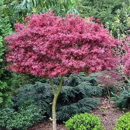 Acer Palmatum Shaina