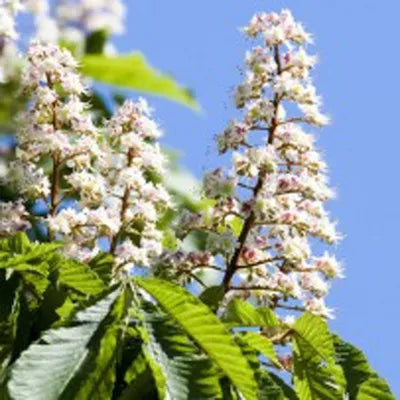 Aesculus Hippocastanum - Horse Chestnut