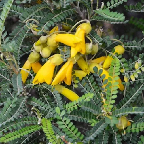 Sophora Tetraptera - North Island Kowhai