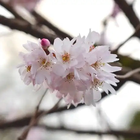 Prunus S. Autumnalis ‘Southern Gem’ - Flowering Cherry